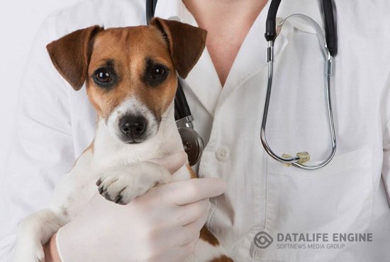 Нужна ли животным ветеринарная помощь?